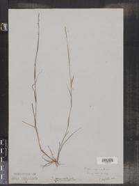 Sporobolus neglectus image