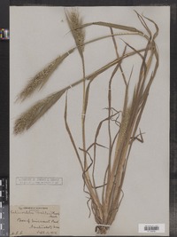 Echinochloa walteri image