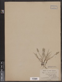 Image of Glyceria procumbens