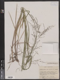 Glyceria stricta image