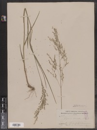 Glyceria stricta image