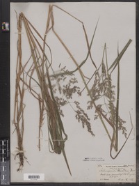 Calamagrostis canadensis image