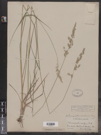 Calamagrostis stricta ssp. inexpansa image