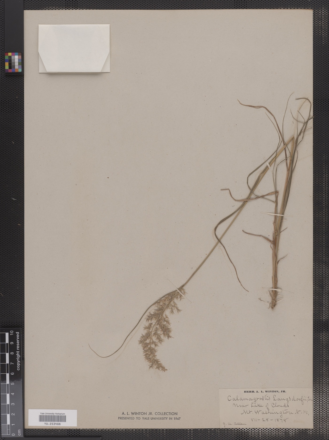 Calamagrostis langsdorfii image