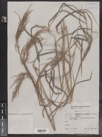 Calamagrostis canadensis image