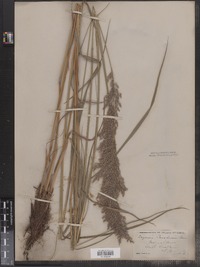 Calamagrostis canadensis image