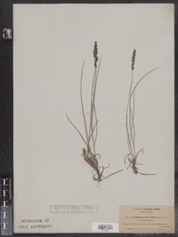 Calamagrostis stricta var. stricta image
