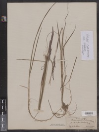 Calamagrostis pickeringii image