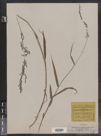 Cinna latifolia image