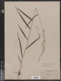 Cinna latifolia image