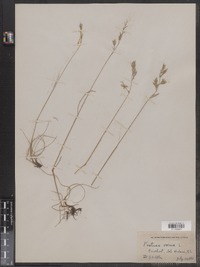 Festuca ovina image