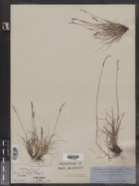 Festuca ovina image