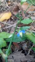 Commelina communis image