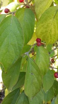 Lonicera maackii image