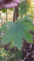 Acer platanoides image