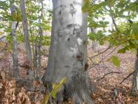 Fagus grandifolia image