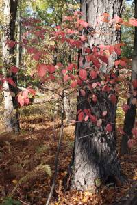 Cotinus coggygria image