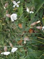 Silene latifolia image