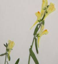 Linaria vulgaris image