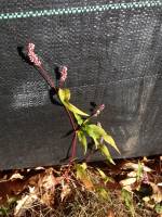 Polygonum persicaria image