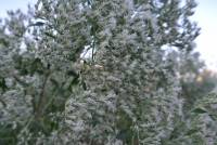 Eupatorium serotinum image