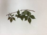 Parthenocissus quinquefolia image