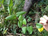 Lonicera japonica image