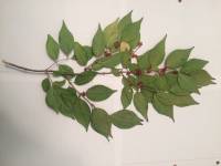 Lonicera maackii image