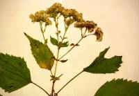 Ageratina altissima image