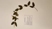 Lonicera japonica image