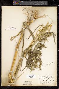 Echinochloa muricata image