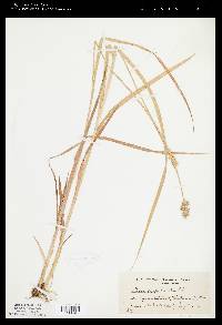 Carex stipata image