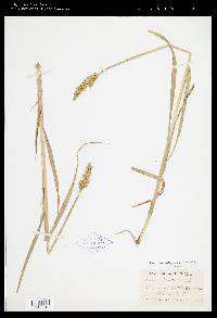 Carex stipata image