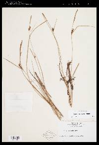 Carex striata image