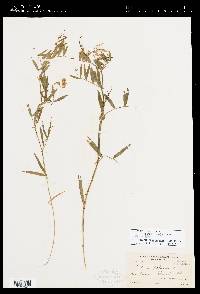 Lathyrus palustris var. pilosus image