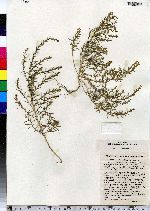 Suaeda maritima image