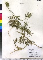 Lycopodium digitatum image