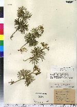 Lycopodium digitatum image