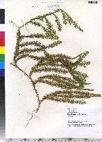 Lycopodium annotinum image