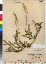 Lycopodium clavatum image