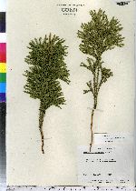 Lycopodium dendroideum image