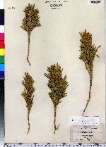 Lycopodium hickeyi image