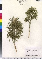 Lycopodium obscurum image