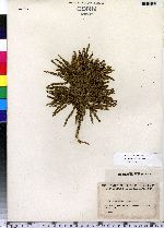 Lycopodium obscurum image