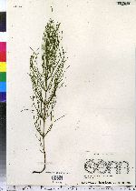 Equisetum arvense image