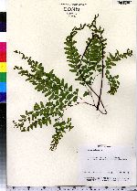 Adiantum pedatum image