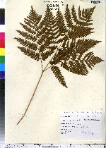 Pteridium aquilinum image