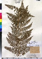 Dryopteris intermedia image