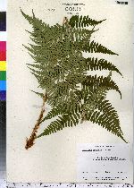 Dryopteris marginalis image