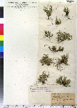 Selaginella rupestris image